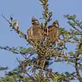 C. s. kikuyensis, Kenya