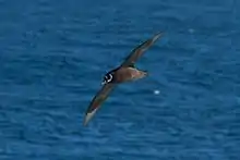 The “spectacles” of the spectacled petrel, Procellaria conspicillata, represent an unexplained peculiarity of this species.