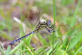 immature male