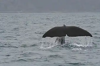 A sperm whale seen from on a whale-watching tour boat off Kaikōura