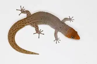 Adult male Sphaerodactylus plummeri from Parque Nacional Jaragua, Dominican Republic.