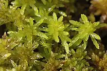 Bog moss