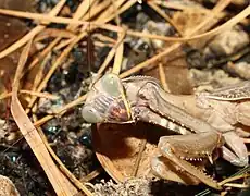 Sphodromantis lineola