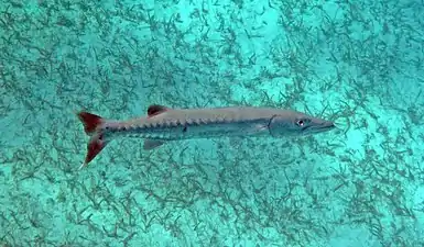 Great barracuda (Sphyraena barracuda)