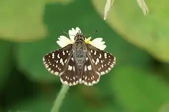 Dorsal view