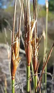 Flowering heads