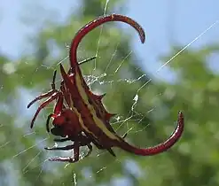 G. falcicornisMecúfi District,  Mozambique