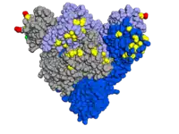 Spike protein with mutations highlighted, looking down onto the receptor-binding domain