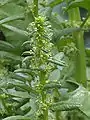 Spinach male flowers