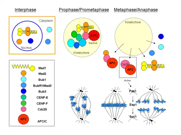 Scheme representing the different components of the spindle checkpoint in vertebrates.