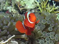 Male at Bunaken island, North Sulawesi, showing the bright red-orange colors and three white body bars