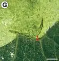 Exit hole (arrow) used by a last-instar larva to leave the mine