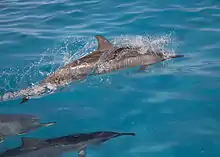 Porpoising in Papahānaumokuākea Marine National Monument