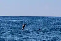 Spinner dolphins next to Kauai, Hawaii