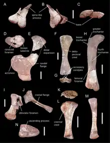 Photo of various bones