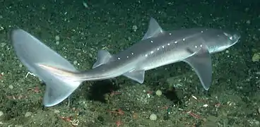 Spiny dogfish