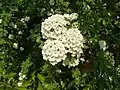 Spiraea nipponica 'Snowmound'