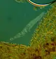 Spirostomum teres - 160x