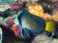 Splendid dottyback at Morotai, Indonesia