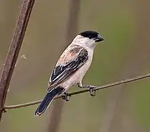 Pearly-bellied seedeater