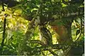 Spot bellied eagle owl, BRT WLS Chamarajanagar