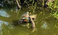 Spot billed duck