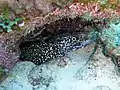 Spotted moray eel, 2014