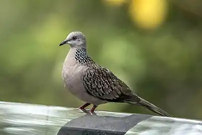 S. c. ceylonensisNear Galle, Sri Lanka