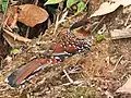 Spotted Laughingthrush