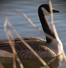 Canada goose