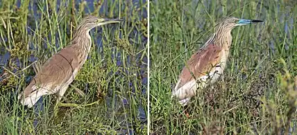 Composite showing changes during breeding