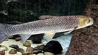 Barbel chub swimming