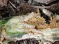 Zucchini squash plant stem cut open to show borers