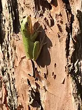 Squirrel tree frog on tree in Osceola National Forest, Florida