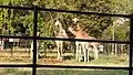 Giraffe at Chamarajendra Zoological Gardens