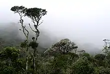 Rhododendron trees in clouds