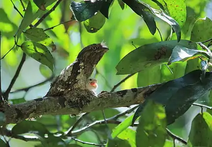 B. m. roonwali on a nest with a recently hatched chick