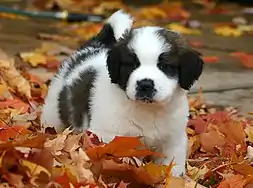 Image 32St. Bernard puppy (from Puppy)