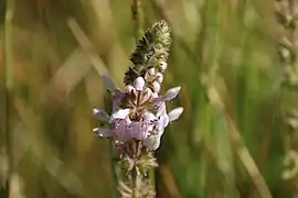 A nascent inflorescence with some flowers emerging