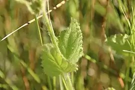 The leaves and stems. Note the hairs