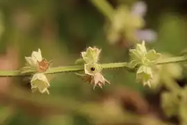 A seed within the mature calyx