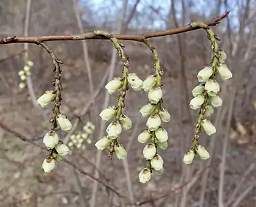 Shoot with inflorescences