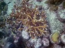 Staghorn coral alive at Looe Key, Florida Keys, July 2010