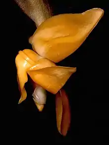 Stanhopea annulata