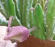 The flower buds of Stapelia leendertziae