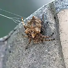 Starbellied Orbweaver (Acanthepeira stellata)