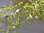 Ipomoea aquatica in Ukumehame, Maui, Hawaii