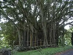 Ficus microcarpa with aerial roots.