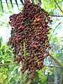 Ripe fruit on a palm in Hawaii.