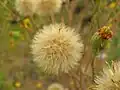 Closeup of flower gone to seed